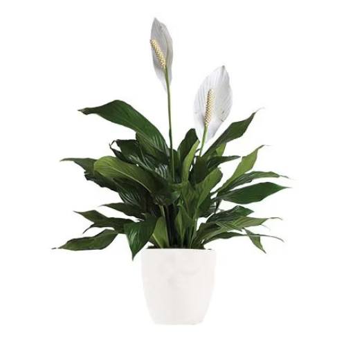 Madonna - peace lily plant - Spearwood Florist