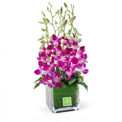 Violetta - Spearwood Florist