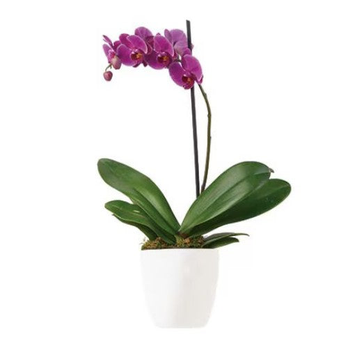 Imperial Purple - Spearwood Florist