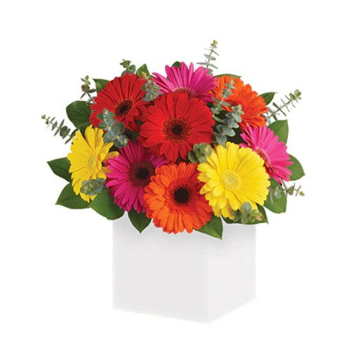 Glorious Gerberas - Spearwood Florist