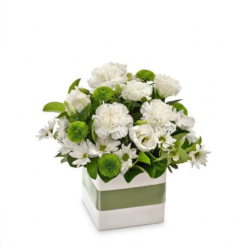 Avocado - Spearwood Florist