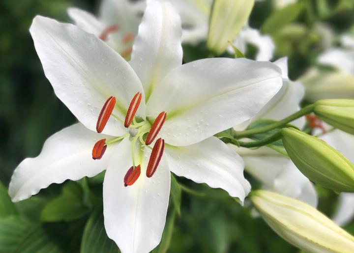 Summer Flowers for Sympathy and Comfort in Perth, Western Australia