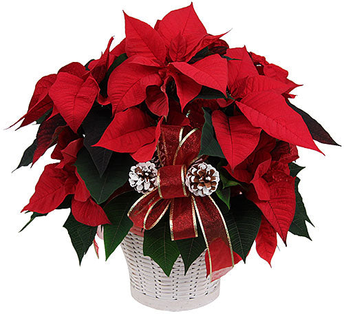 Send Flowers and Gifts for Christmas
