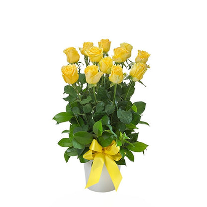 Impulse Yellow - Spearwood Florist