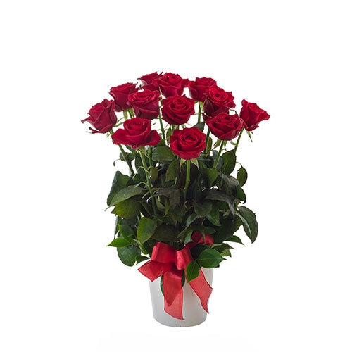 Impulse - Spearwood Florist