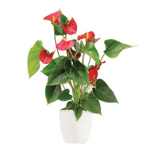 Flamingo Flower - Spearwood Florist