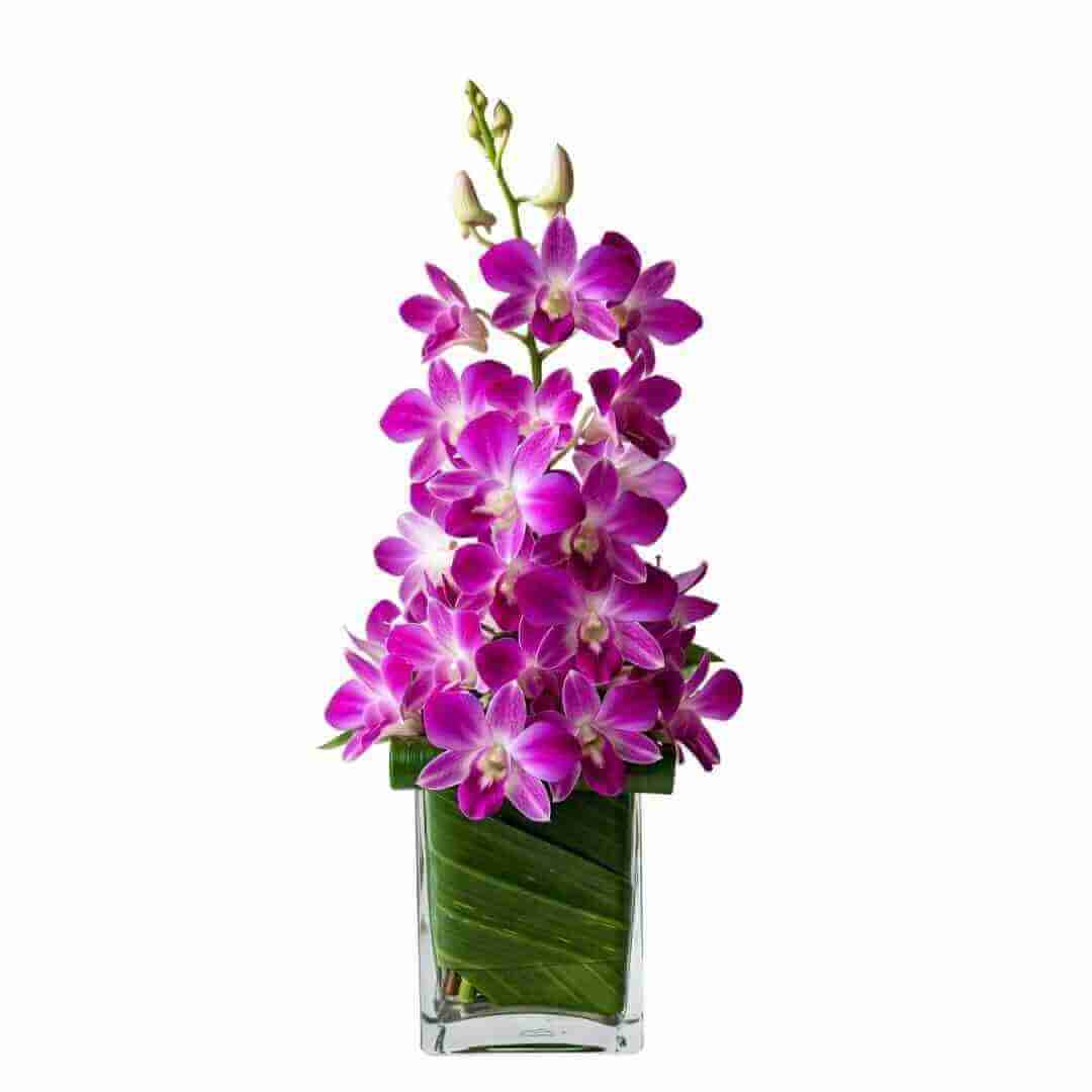 Violetta - Spearwood Florist